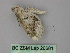  ( - BC ZSM Lep 26681)  @11 [ ] CreativeCommons - Attribution Non-Commercial Share-Alike (2010) Unspecified SNSB, Zoologische Staatssammlung Muenchen