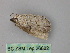  ( - BC ZSM Lep 26682)  @12 [ ] CreativeCommons - Attribution Non-Commercial Share-Alike (2010) Unspecified SNSB, Zoologische Staatssammlung Muenchen