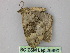  ( - BC ZSM Lep 26690)  @12 [ ] CreativeCommons - Attribution Non-Commercial Share-Alike (2010) Unspecified SNSB, Zoologische Staatssammlung Muenchen