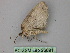  (Hasodima AH02Cl - BC ZSM Lep 26691)  @12 [ ] CreativeCommons - Attribution Non-Commercial Share-Alike (2010) Unspecified SNSB, Zoologische Staatssammlung Muenchen
