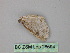  (Hoplosauris - BC ZSM Lep 26694)  @14 [ ] CreativeCommons - Attribution Non-Commercial Share-Alike (2010) Unspecified SNSB, Zoologische Staatssammlung Muenchen
