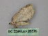  ( - BC ZSM Lep 26695)  @12 [ ] CreativeCommons - Attribution Non-Commercial Share-Alike (2010) Unspecified SNSB, Zoologische Staatssammlung Muenchen