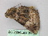  ( - BC ZSM Lep 26700)  @12 [ ] CreativeCommons - Attribution Non-Commercial Share-Alike (2010) Unspecified SNSB, Zoologische Staatssammlung Muenchen