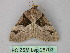  ( - BC ZSM Lep 26703)  @14 [ ] CreativeCommons - Attribution Non-Commercial Share-Alike (2010) Unspecified SNSB, Zoologische Staatssammlung Muenchen