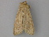  (Mythimna pAH01Cl - BC ZSM Lep 26729)  @13 [ ] CreativeCommons - Attribution Non-Commercial Share-Alike (2010) Unspecified SNSB, Zoologische Staatssammlung Muenchen