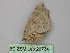  ( - BC ZSM Lep 26734)  @13 [ ] CreativeCommons - Attribution Non-Commercial Share-Alike (2010) Unspecified SNSB, Zoologische Staatssammlung Muenchen