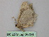  ( - BC ZSM Lep 26736)  @12 [ ] CreativeCommons - Attribution Non-Commercial Share-Alike (2010) Unspecified SNSB, Zoologische Staatssammlung Muenchen