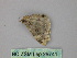  (Nebula AH10Cl - BC ZSM Lep 26741)  @12 [ ] CreativeCommons - Attribution Non-Commercial Share-Alike (2010) Unspecified SNSB, Zoologische Staatssammlung Muenchen