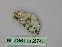  ( - BC ZSM Lep 26743)  @12 [ ] CreativeCommons - Attribution Non-Commercial Share-Alike (2010) Unspecified SNSB, Zoologische Staatssammlung Muenchen
