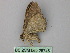  ( - BC ZSM Lep 26745)  @12 [ ] CreativeCommons - Attribution Non-Commercial Share-Alike (2010) Unspecified SNSB, Zoologische Staatssammlung Muenchen