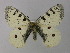  (Parnassius sacerdos - BC ZSM Lep 30648)  @13 [ ] Copyright (2010) Unspecified SNSB, Zoologische Staatssammlung Muenchen