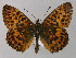  (Boloria titania - BC ZSM Lep 30708)  @15 [ ] Copyright (2010) Unspecified SNSB, Zoologische Staatssammlung Muenchen