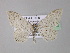  ( - BC ZSM Lep 31865)  @13 [ ] CreativeCommons - Attribution Non-Commercial Share-Alike (2010) Unspecified SNSB, Zoologische Staatssammlung Muenchen