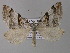  ( - BC ZSM Lep 31868)  @13 [ ] CreativeCommons - Attribution Non-Commercial Share-Alike (2010) Unspecified SNSB, Zoologische Staatssammlung Muenchen