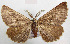  ( - BC ZSM Lep 31871)  @11 [ ] CreativeCommons - Attribution Non-Commercial Share-Alike (2010) Unspecified SNSB, Zoologische Staatssammlung Muenchen