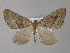  (Parortholitha AH01Tz - BC ZSM Lep 32320)  @11 [ ] CreativeCommons - Attribution Non-Commercial Share-Alike (2010) Unspecified SNSB, Zoologische Staatssammlung Muenchen