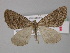  (Parortholitha AH02Tz - BC ZSM Lep 32322)  @11 [ ] CreativeCommons - Attribution Non-Commercial Share-Alike (2010) Unspecified SNSB, Zoologische Staatssammlung Muenchen