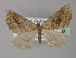  (Parortholitha AH03Tz - BC ZSM Lep 32323)  @11 [ ] CreativeCommons - Attribution Non-Commercial Share-Alike (2010) Unspecified SNSB, Zoologische Staatssammlung Muenchen
