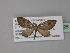  (Eupithecia bicurvicera - BC ZSM Lep 32325)  @11 [ ] CreativeCommons - Attribution Non-Commercial Share-Alike (2010) Unspecified SNSB, Zoologische Staatssammlung Muenchen