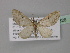  ( - BC ZSM Lep 32326)  @11 [ ] CreativeCommons - Attribution Non-Commercial Share-Alike (2010) Unspecified SNSB, Zoologische Staatssammlung Muenchen