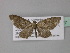  (Eupithecia isotenesAH01Tz - BC ZSM Lep 32327)  @11 [ ] CreativeCommons - Attribution Non-Commercial Share-Alike (2010) Unspecified SNSB, Zoologische Staatssammlung Muenchen