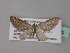  ( - BC ZSM Lep 32330)  @11 [ ] CreativeCommons - Attribution Non-Commercial Share-Alike (2010) Unspecified SNSB, Zoologische Staatssammlung Muenchen