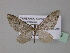  ( - BC ZSM Lep 32332)  @11 [ ] CreativeCommons - Attribution Non-Commercial Share-Alike (2010) Unspecified SNSB, Zoologische Staatssammlung Muenchen