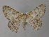  ( - BC ZSM Lep 32342)  @11 [ ] CreativeCommons - Attribution Non-Commercial Share-Alike (2010) Unspecified SNSB, Zoologische Staatssammlung Muenchen