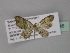  ( - BC ZSM Lep 32345)  @11 [ ] CreativeCommons - Attribution Non-Commercial Share-Alike (2010) Unspecified SNSB, Zoologische Staatssammlung Muenchen