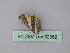  ( - BC ZSM Lep 32352)  @12 [ ] CreativeCommons - Attribution Non-Commercial Share-Alike (2010) Unspecified SNSB, Zoologische Staatssammlung Muenchen