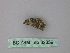  ( - BC ZSM Lep 32359)  @12 [ ] CreativeCommons - Attribution Non-Commercial Share-Alike (2010) Unspecified SNSB, Zoologische Staatssammlung Muenchen