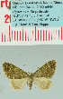  (Piercia fumitacta - BC ZSM Lep 32385)  @14 [ ] Copyright (2010) Unspecified SNSB, Zoologische Staatssammlung Muenchen