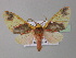  ( - BC ZSM Lep 32413)  @14 [ ] CreativeCommons - Attribution Non-Commercial Share-Alike (2010) Unspecified SNSB, Zoologische Staatssammlung Muenchen
