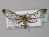  ( - BC ZSM Lep 32422)  @12 [ ] CreativeCommons - Attribution Non-Commercial Share-Alike (2010) Unspecified SNSB, Zoologische Staatssammlung Muenchen