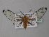  (Andrenimorpha - BC ZSM Lep 32423)  @14 [ ] CreativeCommons - Attribution Non-Commercial Share-Alike (2010) Unspecified SNSB, Zoologische Staatssammlung Muenchen
