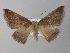  (Bassania amethystataAH01Ec - BC ZSM Lep 32435)  @14 [ ] CreativeCommons - Attribution Non-Commercial Share-Alike (2010) Unspecified SNSB, Zoologische Staatssammlung Muenchen