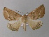  ( - BC ZSM Lep 32444)  @14 [ ] CreativeCommons - Attribution Non-Commercial Share-Alike (2010) Unspecified SNSB, Zoologische Staatssammlung Muenchen