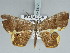  ( - BC ZSM Lep 85723)  @14 [ ] CreativeCommons - Attribution Non-Commercial Share-Alike (2015) Axel Hausmann/Bavarian State Collection of Zoology (ZSM) SNSB, Zoologische Staatssammlung Muenchen