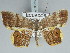  ( - BC ZSM Lep 85724)  @14 [ ] CreativeCommons - Attribution Non-Commercial Share-Alike (2015) Axel Hausmann/Bavarian State Collection of Zoology (ZSM) SNSB, Zoologische Staatssammlung Muenchen