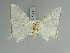  ( - BC ZSM Lep 85739)  @11 [ ] CreativeCommons - Attribution Non-Commercial Share-Alike (2015) Axel Hausmann/Bavarian State Collection of Zoology (ZSM) SNSB, Zoologische Staatssammlung Muenchen