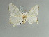  ( - BC ZSM Lep 85740)  @11 [ ] CreativeCommons - Attribution Non-Commercial Share-Alike (2015) Axel Hausmann/Bavarian State Collection of Zoology (ZSM) SNSB, Zoologische Staatssammlung Muenchen