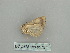  ( - BC ZSM Lep 85757)  @12 [ ] CreativeCommons - Attribution Non-Commercial Share-Alike (2015) Axel Hausmann/Bavarian State Collection of Zoology (ZSM) SNSB, Zoologische Staatssammlung Muenchen
