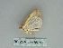  ( - BC ZSM Lep 85759)  @11 [ ] CreativeCommons - Attribution Non-Commercial Share-Alike (2015) Axel Hausmann/Bavarian State Collection of Zoology (ZSM) SNSB, Zoologische Staatssammlung Muenchen