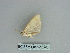  ( - BC ZSM Lep 85762)  @12 [ ] CreativeCommons - Attribution Non-Commercial Share-Alike (2015) Axel Hausmann/Bavarian State Collection of Zoology (ZSM) SNSB, Zoologische Staatssammlung Muenchen