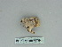  ( - BC ZSM Lep 85764)  @12 [ ] CreativeCommons - Attribution Non-Commercial Share-Alike (2015) Axel Hausmann/Bavarian State Collection of Zoology (ZSM) SNSB, Zoologische Staatssammlung Muenchen