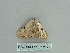  (Argyrotome melae - BC ZSM Lep 85766)  @12 [ ] CreativeCommons - Attribution Non-Commercial Share-Alike (2015) Axel Hausmann/Bavarian State Collection of Zoology (ZSM) SNSB, Zoologische Staatssammlung Muenchen