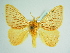 (Acraga moorei - BC ZSM Lep 85904)  @15 [ ] CreativeCommons - Attribution Non-Commercial Share-Alike (2015) Axel Hausmann/Bavarian State Collection of Zoology (ZSM) SNSB, Zoologische Staatssammlung Muenchen