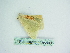  ( - BC ZSM Lep 85988)  @13 [ ] CreativeCommons - Attribution Non-Commercial Share-Alike (2015) Axel Hausmann/Bavarian State Collection of Zoology (ZSM) SNSB, Zoologische Staatssammlung Muenchen