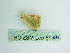  ( - BC ZSM Lep 85994)  @12 [ ] CreativeCommons - Attribution Non-Commercial Share-Alike (2015) Axel Hausmann/Bavarian State Collection of Zoology (ZSM) SNSB, Zoologische Staatssammlung Muenchen