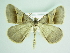  ( - BC ZSM Lep 86032)  @13 [ ] CreativeCommons - Attribution Non-Commercial Share-Alike (2015) Axel Hausmann/Bavarian State Collection of Zoology (ZSM) SNSB, Zoologische Staatssammlung Muenchen